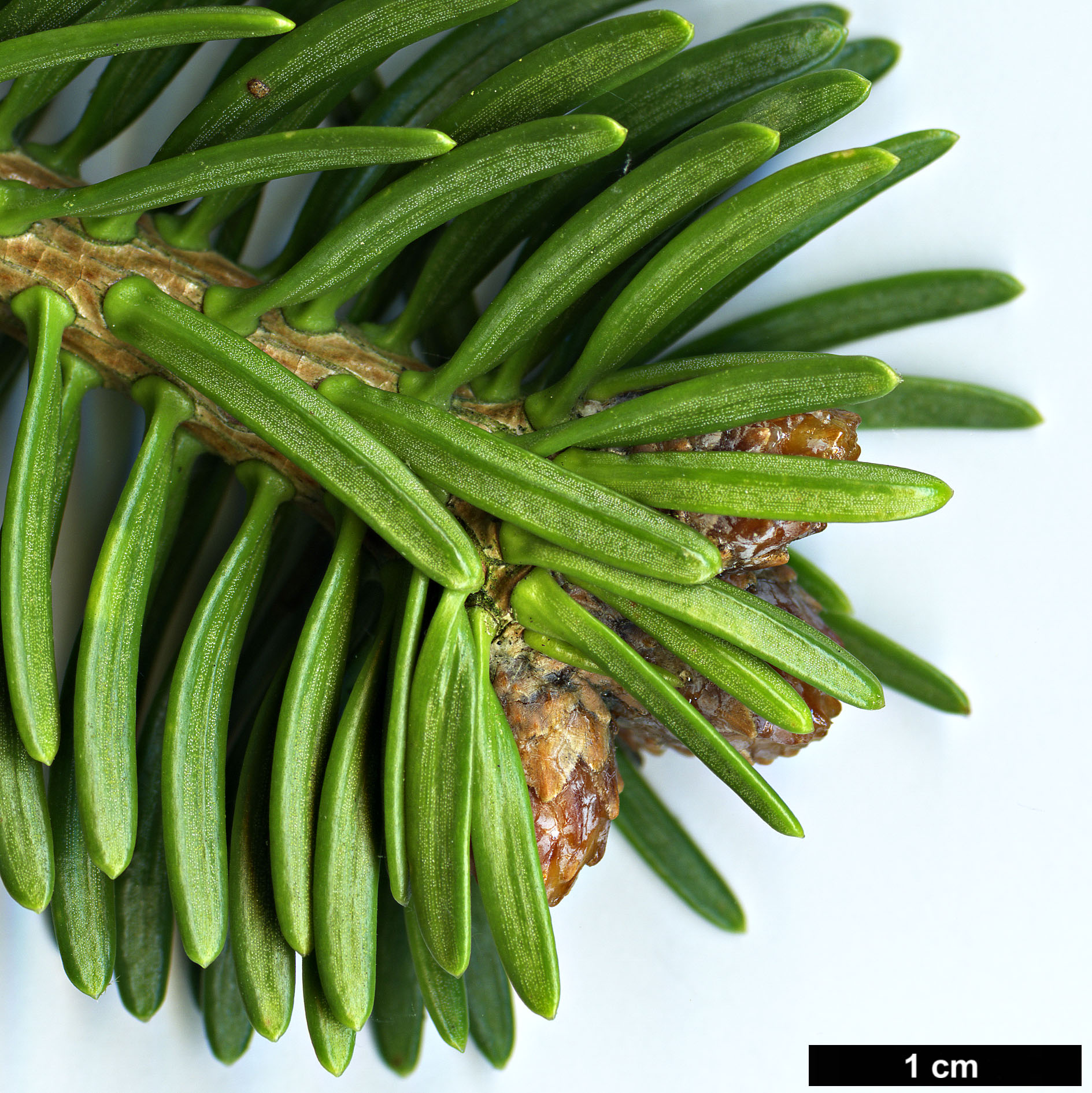 High resolution image: Family: Pinaceae - Genus: Abies - Taxon: ×vasconcellosiana (A.pindrow × A.pinsapo)